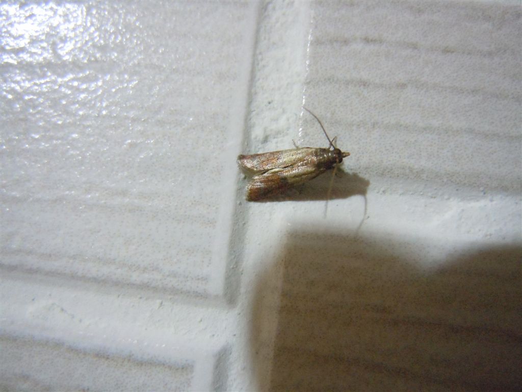 Plodia interpunctella!